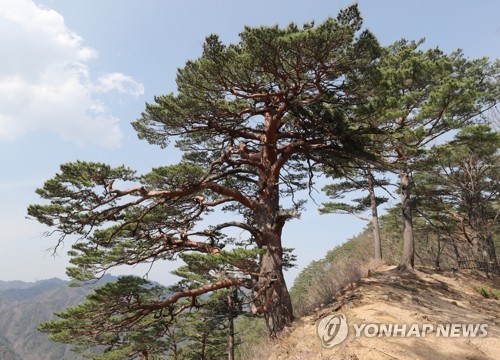 토토 라이브 스코어